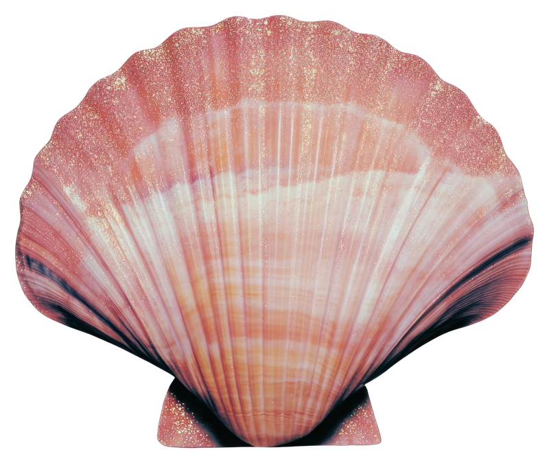Shell divider