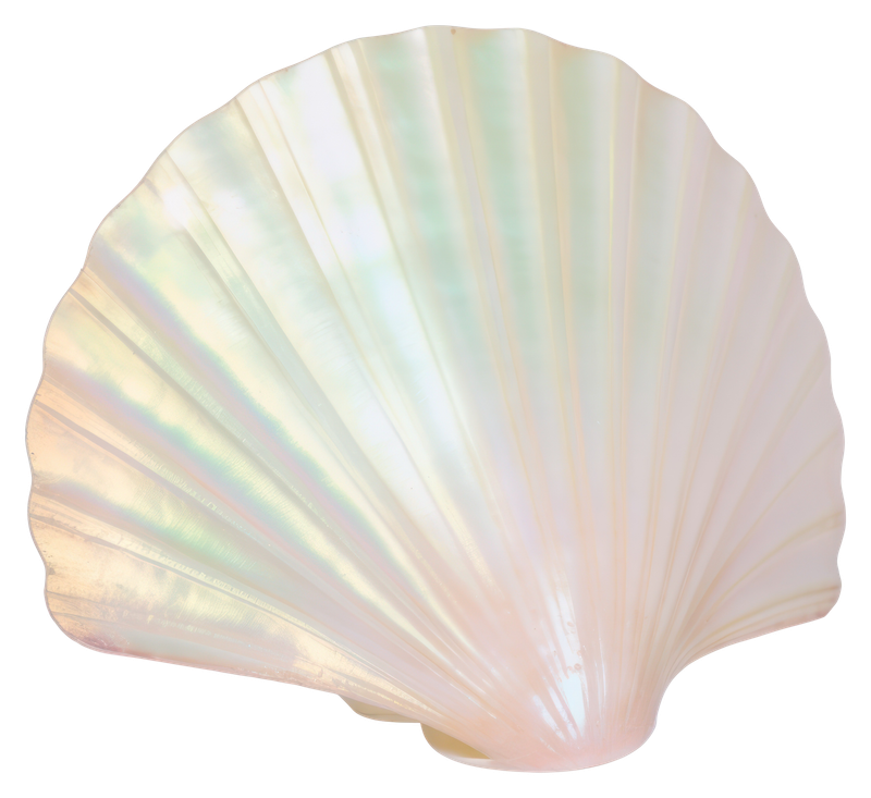 Shell divider
